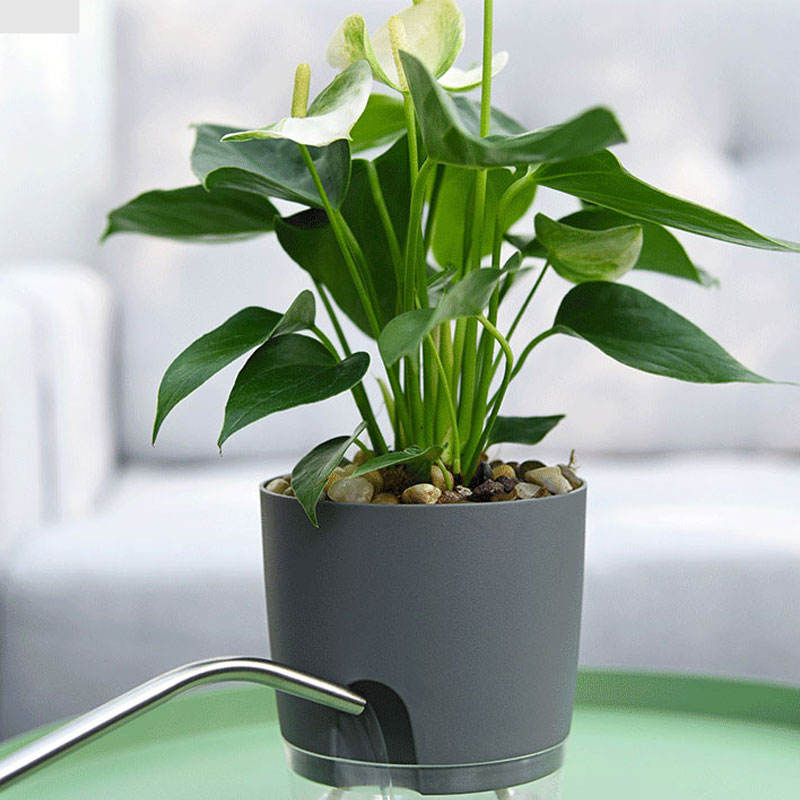 Automatic Water-Absorbing Flowerpot (8 Inch)