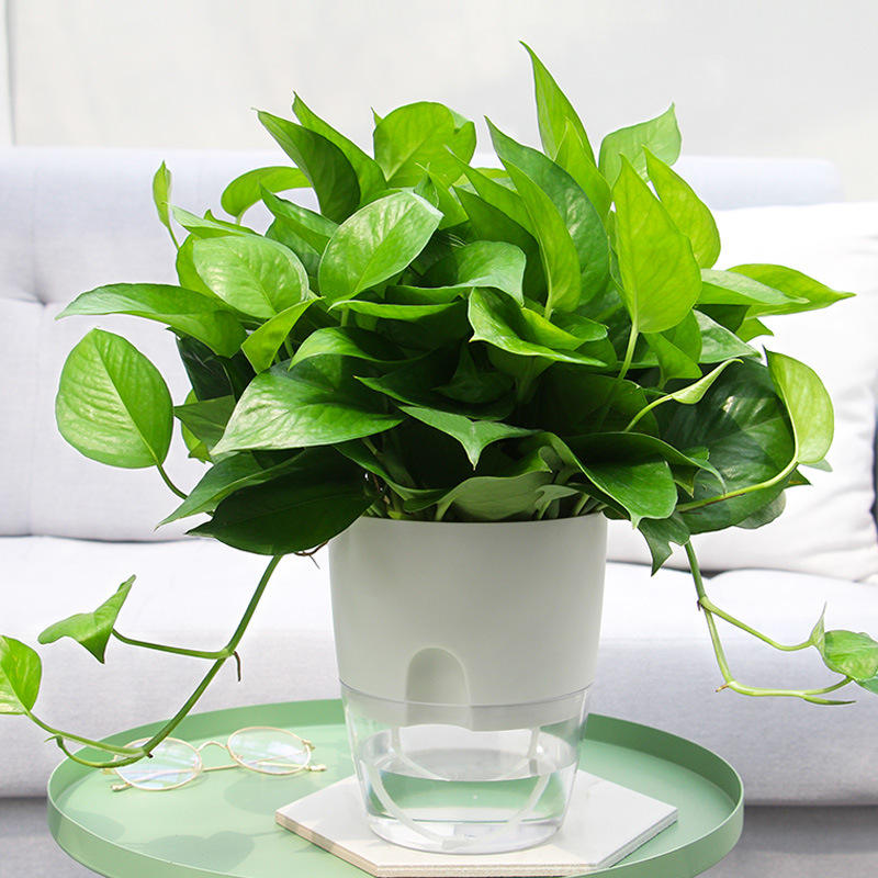 Automatic Water-Absorbing Flowerpot (8 Inch)